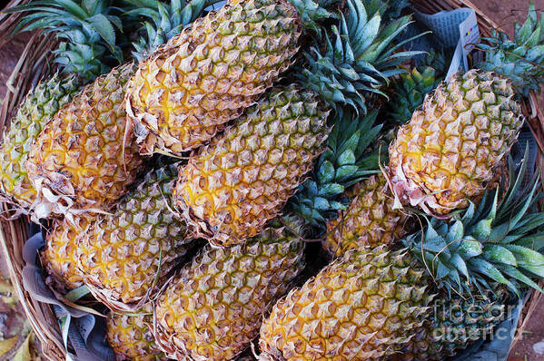 Pineapple Art Print featuring the photograph Pinapples by Tim Gainey