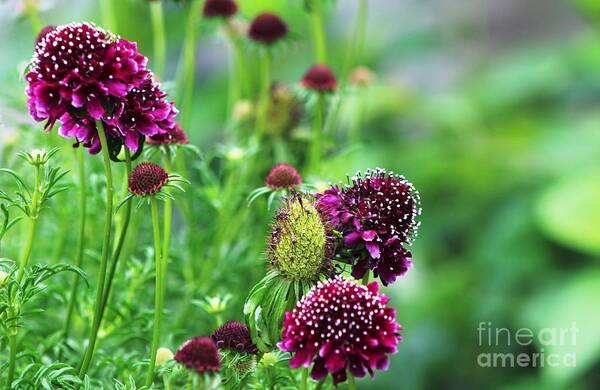 Floral Art Print featuring the photograph Pincushion Family by Margaret Hamilton