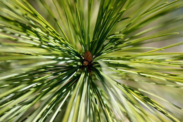 Pine Needles Art Print featuring the photograph Pine Needles by Laura Kinker