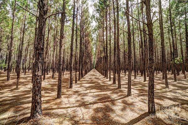 Pine Art Print featuring the photograph Pine Plantation Wide Color by Gulf Coast Aerials -