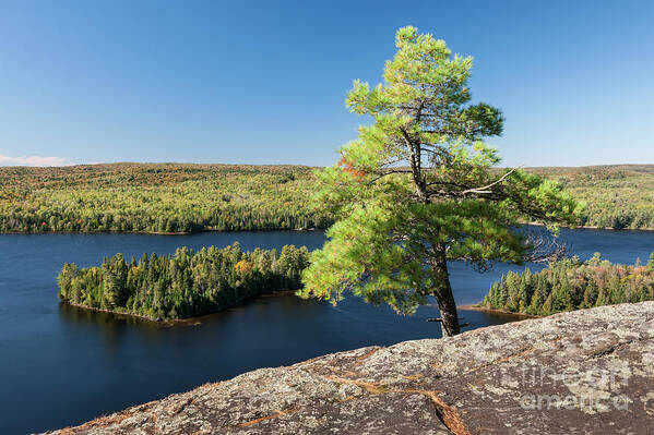 Pine Art Print featuring the photograph Pine tree with a view by Elena Elisseeva