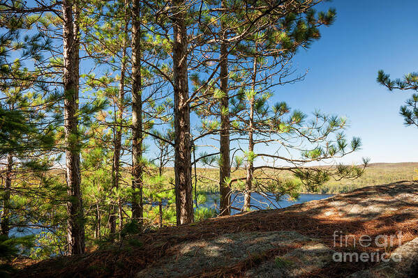 Pine Art Print featuring the photograph Pines on sunny cliff by Elena Elisseeva