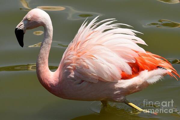 Flamingo Art Print featuring the photograph Pink and Proud by Jennifer Craft