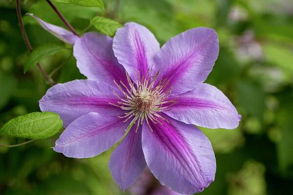 Pink And White Clematis Art Print featuring the photograph Pink and White Clematis by Lynn Hopwood