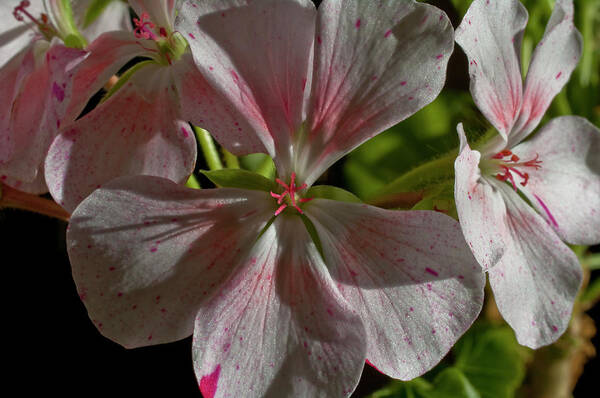 Geranium Art Print featuring the photograph Pink and White Geraniums by ShaddowCat Arts - Sherry