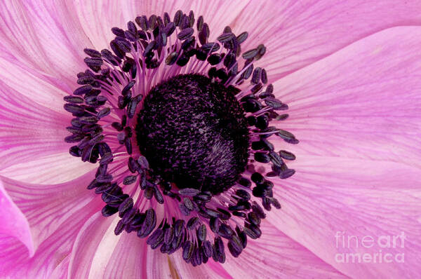 Angelini Art Print featuring the photograph Pink Anemone visit www.AngeliniPhoto.com for more by Mary Angelini