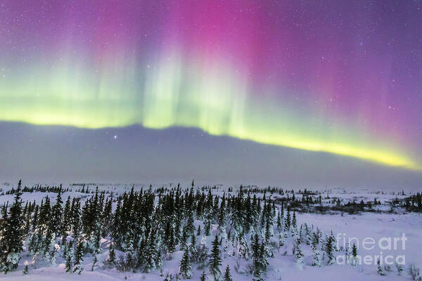 Aurora Art Print featuring the photograph Pink Aurora Over Boreal Forest by Alan Dyer