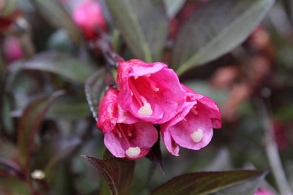 Pink Art Print featuring the photograph Pink Beauties by Alexis Ketner