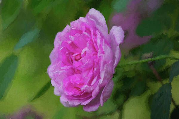 Pink Art Print featuring the photograph Pink Beauty in Bloom by Patricia Montgomery