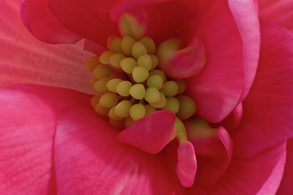 Begonia Art Print featuring the photograph Pink Begonia Stamen - Macro by Sandra Foster
