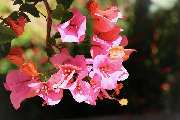 Bougainvillea Art Print featuring the photograph Pink Bougainvillia- Photograph by Linda Woods by Linda Woods