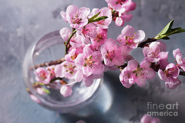 Cherry Art Print featuring the photograph Pink Cherry Blossom by Anastasy Yarmolovich