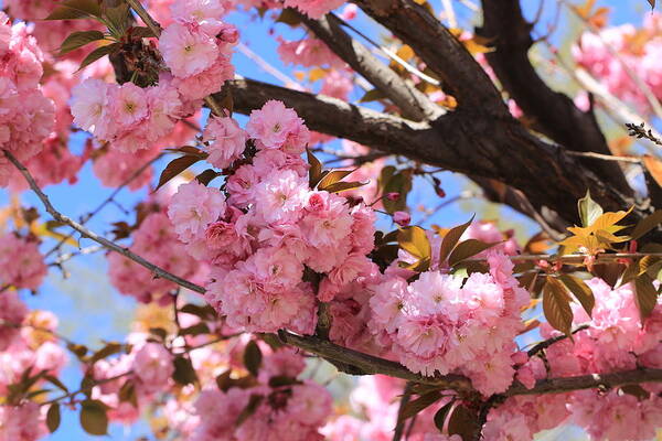 Pink Cherry Blossoms Art Print featuring the photograph Pink cherry blossoms by Lynn Hopwood