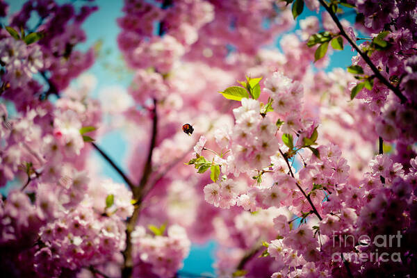 Sakura Art Print featuring the photograph Pink Cherry Blossoms Sakura with bee by Raimond Klavins