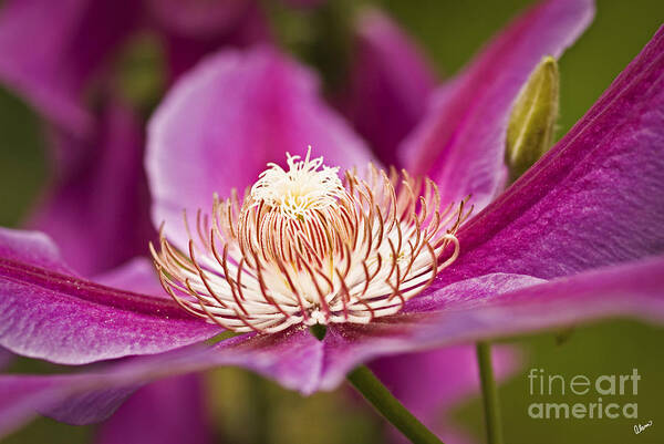 Flower Art Print featuring the photograph Pink Clematis Flower by Alana Ranney