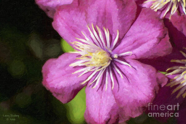Clematis Art Print featuring the photograph Pink Clematis by Larry Keahey
