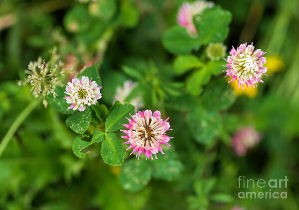 Clover Art Print featuring the photograph Pink clover flowers by Les Palenik