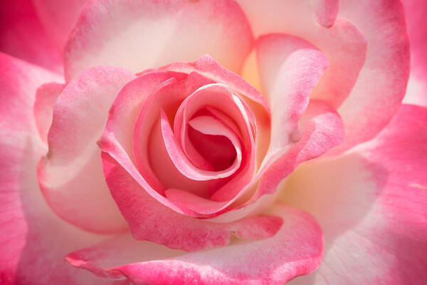 Pink Rose Flower Bloom Ana V. Ramirez Ana Ramirez Photography Pink And White Flower Art Print featuring the photograph Pink Cotton Candy Rose by Ana V Ramirez