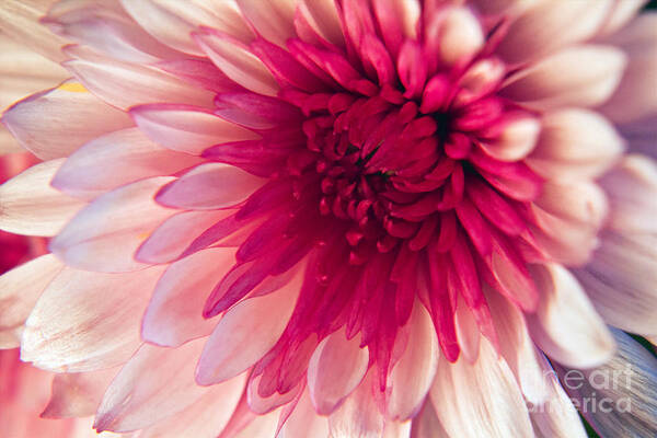 Wall Art Art Print featuring the photograph Pink Dahlia by Kelly Holm