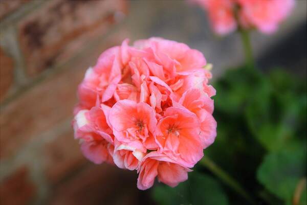 Begonia Art Print featuring the photograph Pink Fireball by Tom Horsch Photography