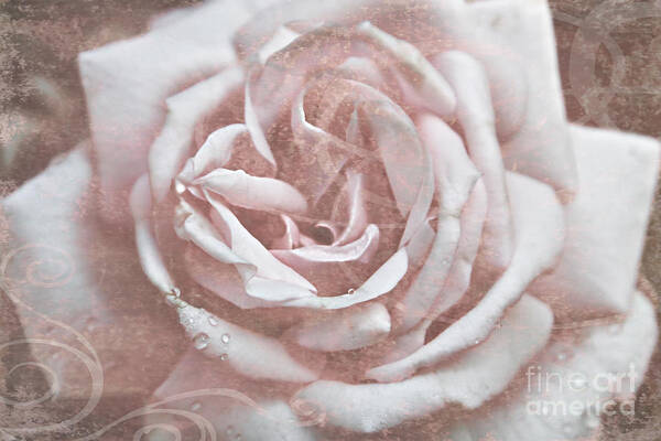 Old Garden Rose Art Print featuring the photograph Pink Garden Rose by Patricia Montgomery