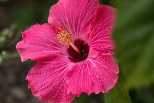 Pink Art Print featuring the photograph Pink Hibiscus by Dorothy Cunningham
