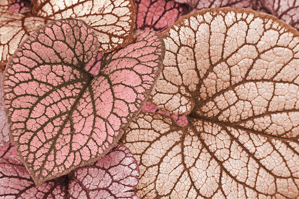 Leave Photography. Fine Art Leave Photography. Fine Wall Art Photograph. Trees Flowers. Roses. Fine Art Leave Greeting Card. Fine Art Flower Photography. Flower Greating Card. Summer Flower. Fall Flower. Pink Leave. Garden. Plants. Greeting Card Plants. Art Print featuring the photograph Pink Leaves by James Steele