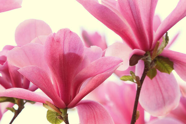 Magnolia Art Print featuring the photograph Pink Magnolias by Peggy Collins