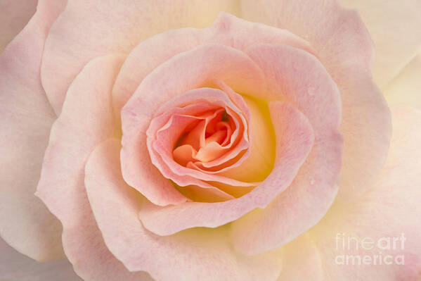 Rose Art Print featuring the photograph Sweetness by Patty Colabuono