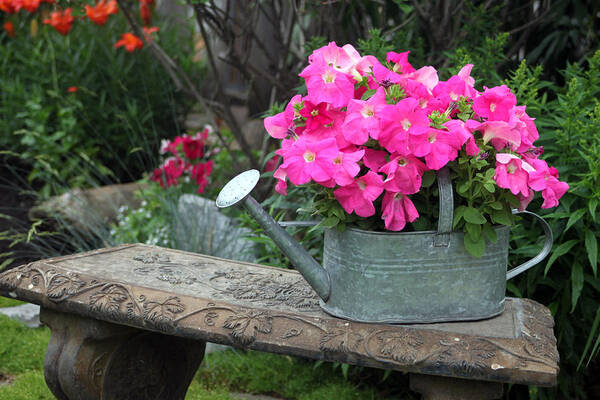 Petunias Art Print featuring the photograph Pink Petunias In Watering Can by Sandra Foster