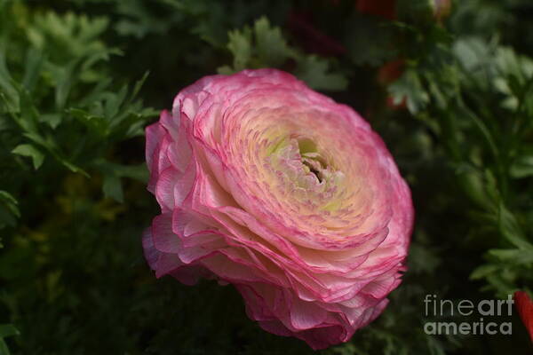 Pink Art Print featuring the digital art Pink Ranunculus by Yenni Harrison