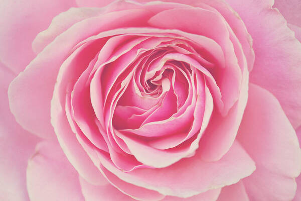 Pink Rose Art Print featuring the photograph Pink Rose Petals by Melanie Alexandra Price