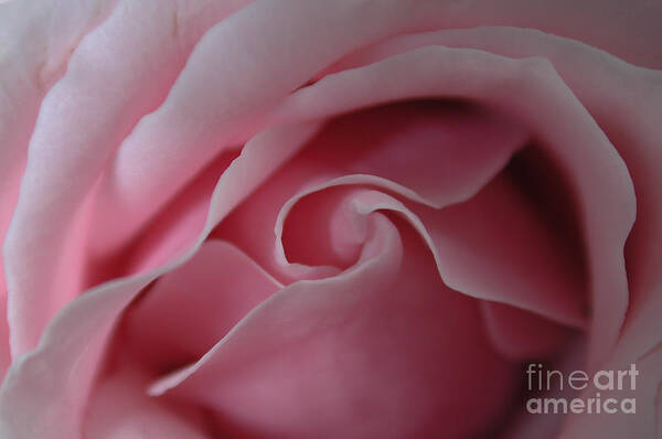 Flower Art Print featuring the photograph Pink Rose Swirl by Kathi Shotwell