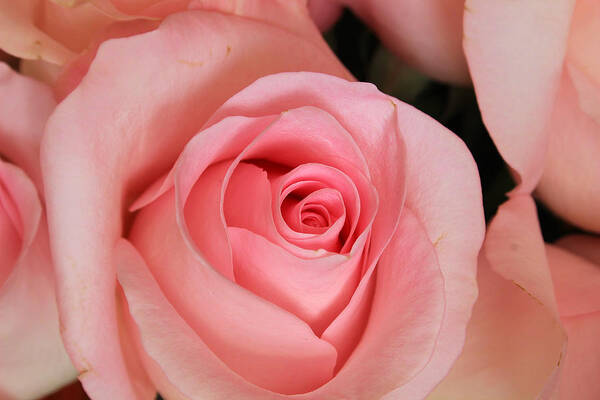 Rose Art Print featuring the photograph Pink Roses by Robert Hamm