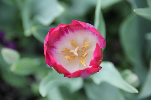 Tulip Art Print featuring the photograph Pink Tulip Top View by Allen Nice-Webb