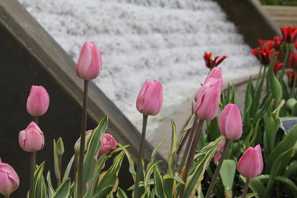 Tulips Art Print featuring the photograph Pink Tulips by Allen Nice-Webb