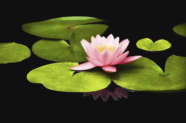 Pink Water Lily Art Print featuring the photograph Pink Water Lily by Steven Michael