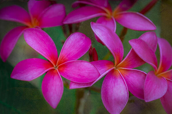 Pink Art Print featuring the photograph Pinkalicious by Jade Moon