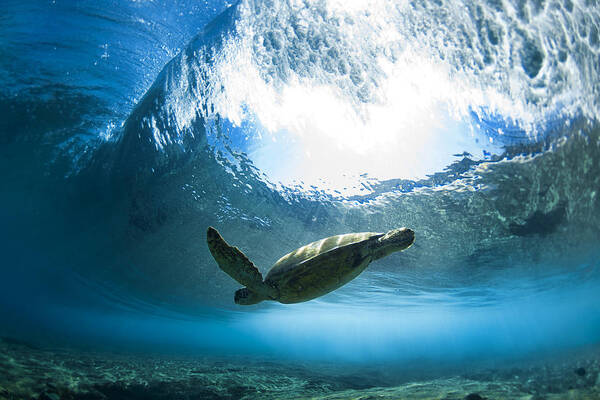 Sea Art Print featuring the photograph Pipe Turtle Glide by Sean Davey