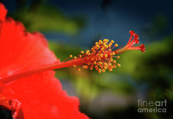 Hibiscus Art Print featuring the photograph Pistil Of Hibiscus by Robert Bales