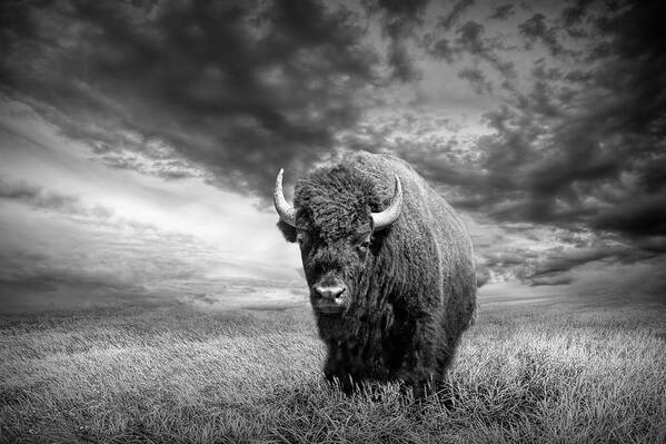 Bison Art Print featuring the photograph Plains Buffalo on the Prairie in Black and White by Randall Nyhof