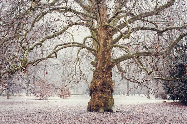 Jenny Rainbow Fine Art Photography Art Print featuring the photograph Platan Tree in Early Winter by Jenny Rainbow