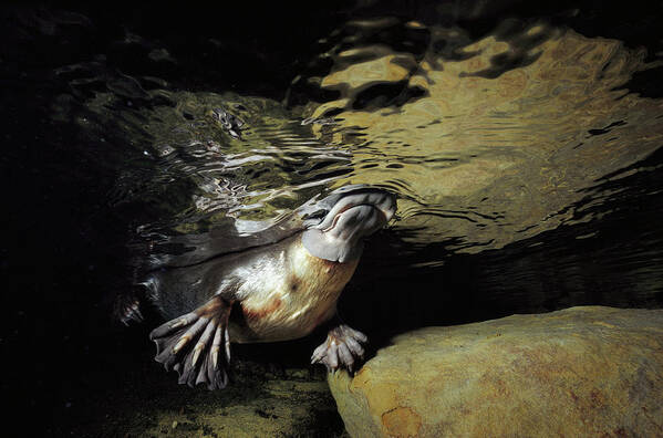David Parer-cook Art Print featuring the photograph Platypus Surfacing by David Parer and Elizabeth Parer-Cook