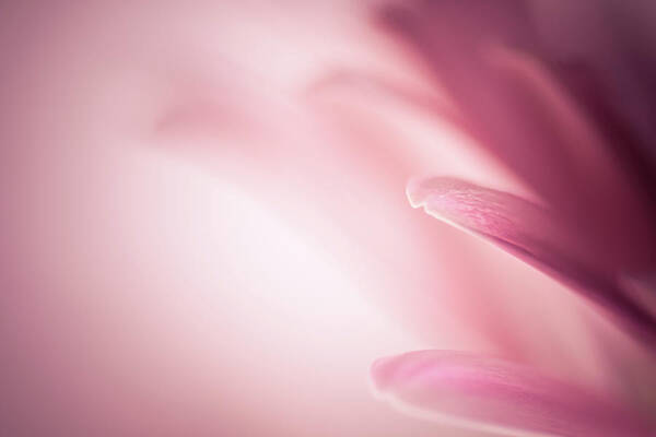 Flower Art Print featuring the photograph Pleasingly Pink by Peter Scott