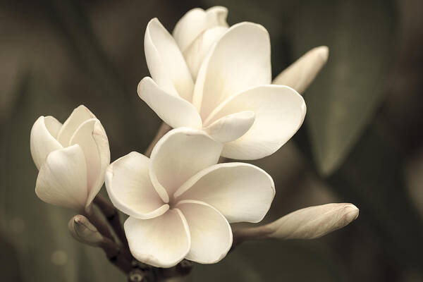 Flower Of The Day Art Print featuring the photograph Plumeria Sepia by Jade Moon