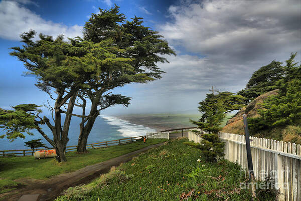 Point Reyes Art Print featuring the photograph Point Reyes Windblown Cypress by Adam Jewell