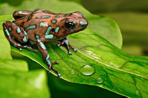 Frog Art Print featuring the photograph poison art frog Panama by Dirk Ercken