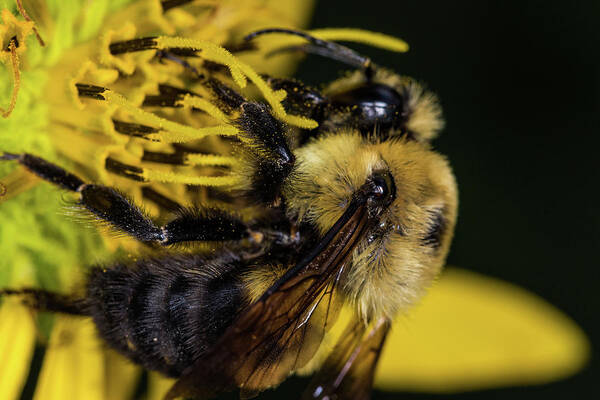 Jay Stockhaus Art Print featuring the photograph Pollen Collector by Jay Stockhaus