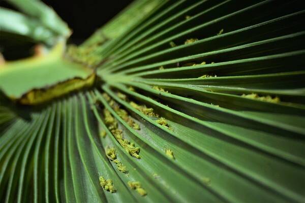 Nature Art Print featuring the photograph Pollen Count by John Glass