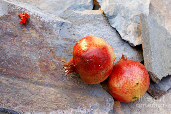  Art Print featuring the photograph Pomegranates on stone by Cindy Garber Iverson